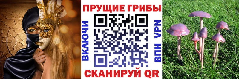 blacksprut   цена   Берёзовский  Галлюциногенные грибы Psilocybe 